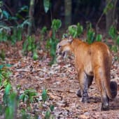 Puma au parc national Corcovado