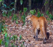 puma san pedrillo costa rica decouverte