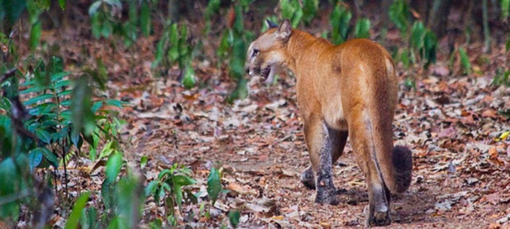 puma in costa rica