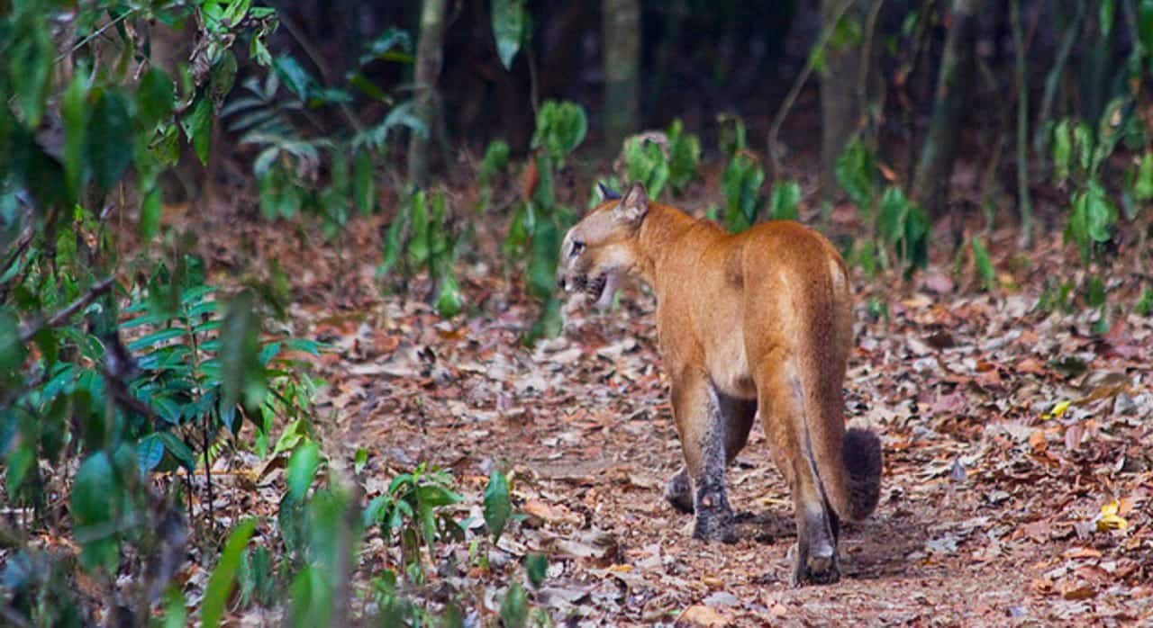 Puma au parc national Corcovado