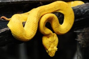 serpent jaune Bothriechis schlegelii costa rica decouverte slide