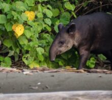 tapir corcovado costa rica decouverte 3 slide
