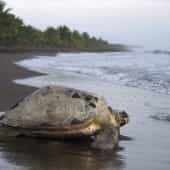 tortue tortuguero is costa rica decouverte