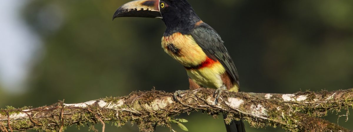toucanet a collier