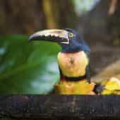 aracari - Pteroglossus frantzii a voir lors de votre circuit au Costa Rica