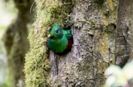 Observer le quetzal au Costa Rica lors du circuit Quetzal