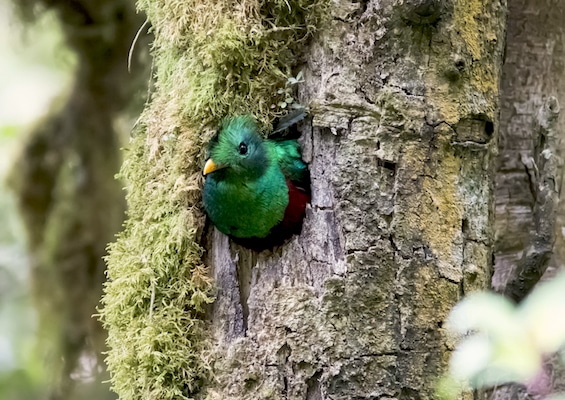 Observer le quetzal au Costa Rica lors du circuit Quetzal