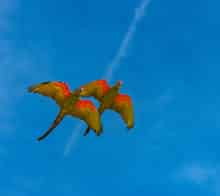 faune aras macaw costa rica decouverte