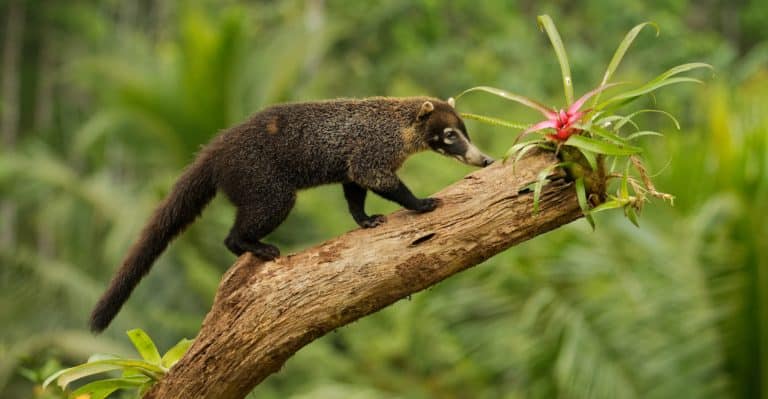 Coati sur une branche et une épiphyte au Costa Rica