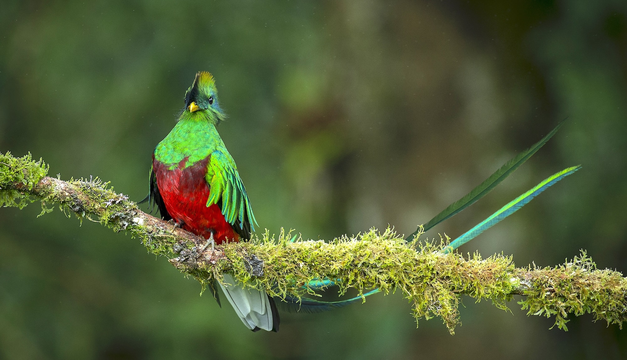 faune iguane px copie