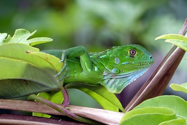 iguane vert tete circuit iguane px costa rica