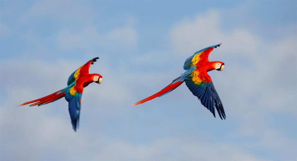 ornithologie-2-costa-rica-decouverte