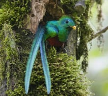 quetzal monteverde costa rica decouverte circuit