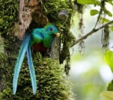 quetzal nid costa rica decouverte circuit