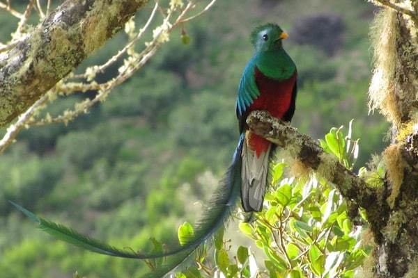 quetzal san gerardo de dota costa rica decouverte copie