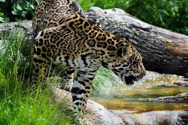 circuit jaguar riviere 600 400