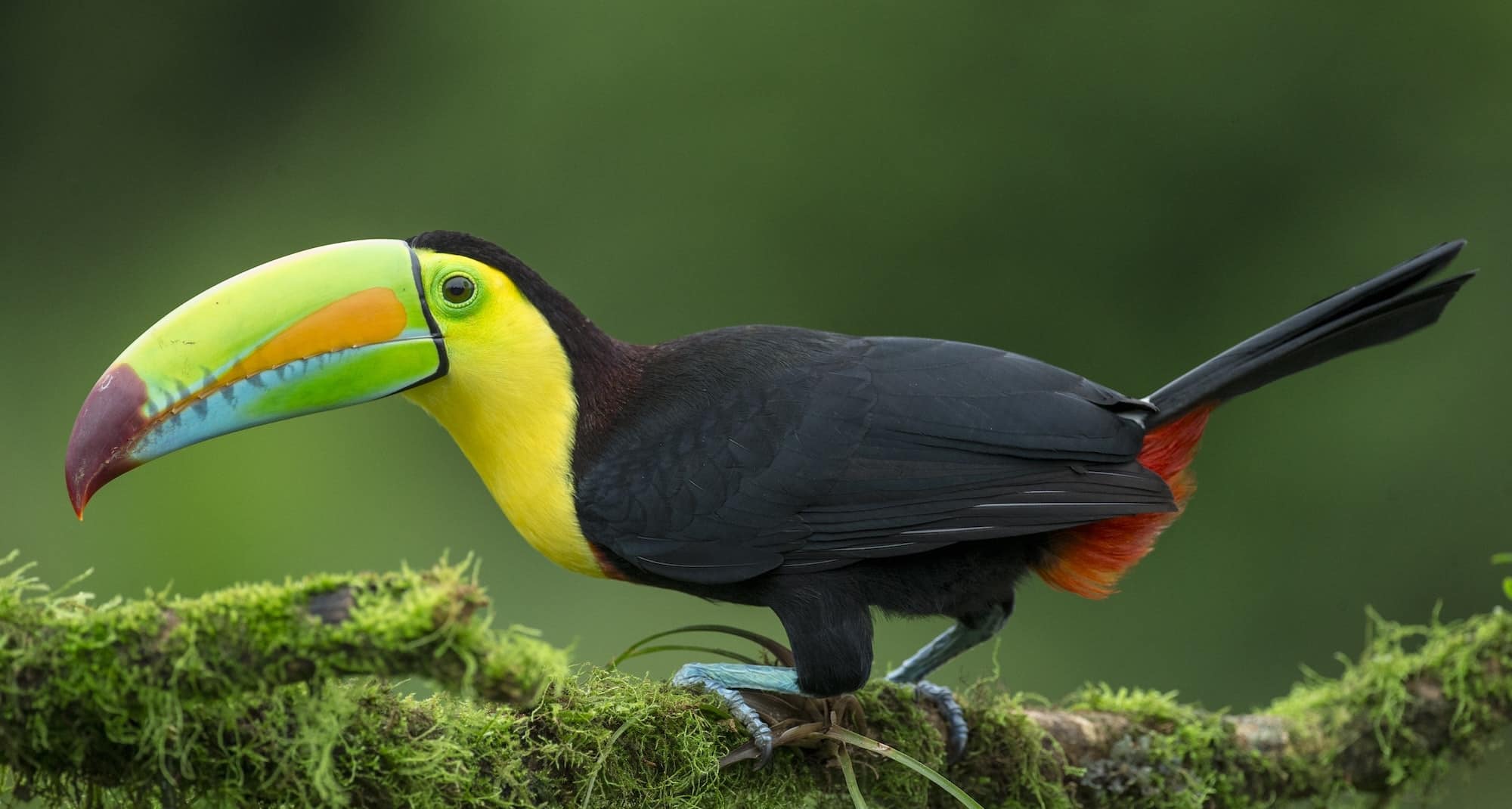 faune iguane px copie