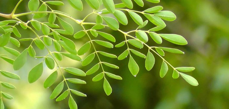 moringa feuilles