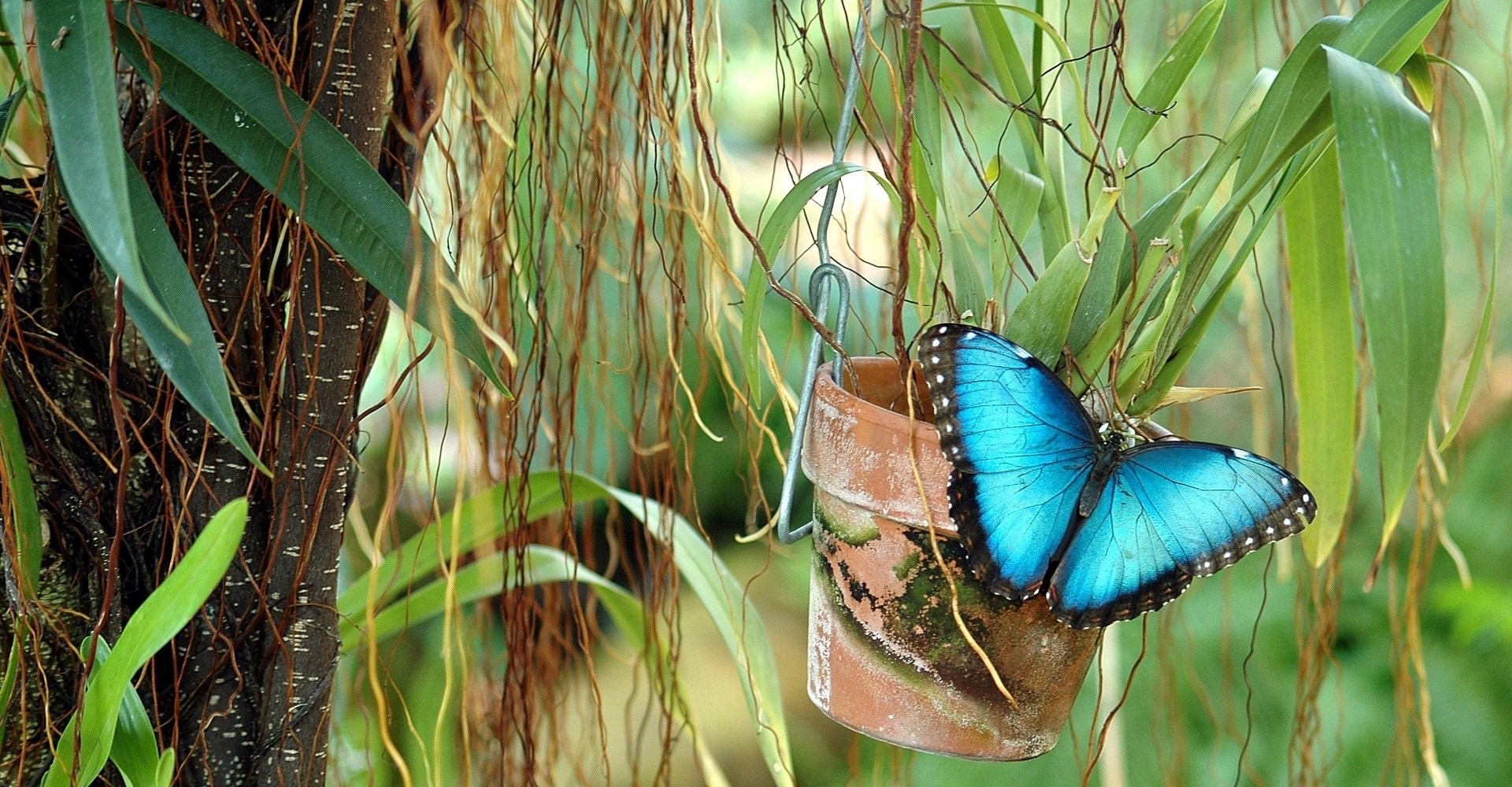 faune iguane px copie