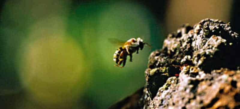 abeille melipona costa rica decouverte