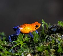 Oophaga pumilio - Circuit grenouille au Costa Rica