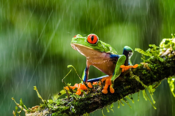grenouille aux yeux rougessous la pluie du Costa Rica