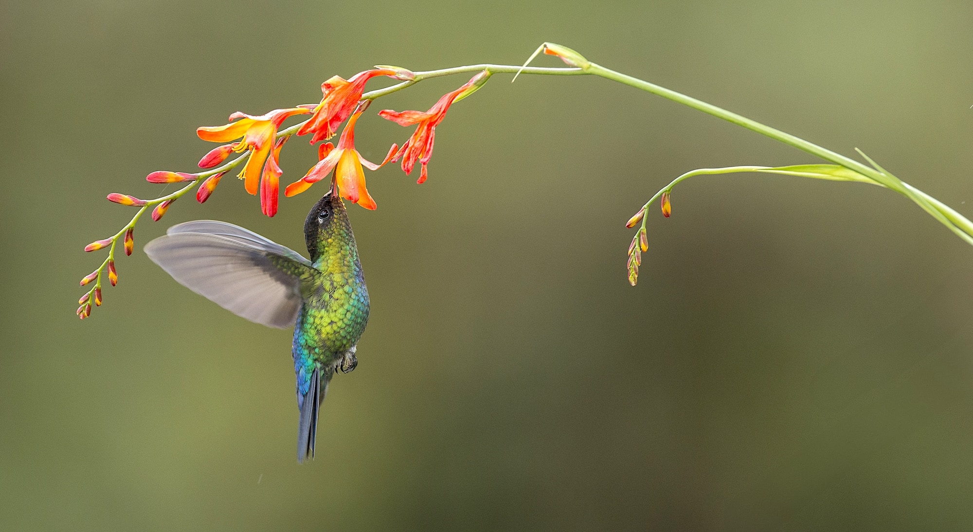 faune iguane px copie