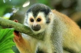 Les singes du Costa Rica