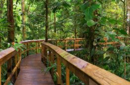 Parcourez la merveilleuse réserve Cinco Ceibas