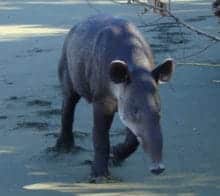 tapir corcovado costa rica decouverte