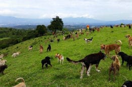 Territoire des Zaguates : paradis des chiens de rue