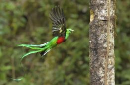 Les stagiaires à la découverte du quetzal