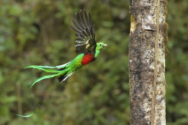 quetzal costaricadecouverte