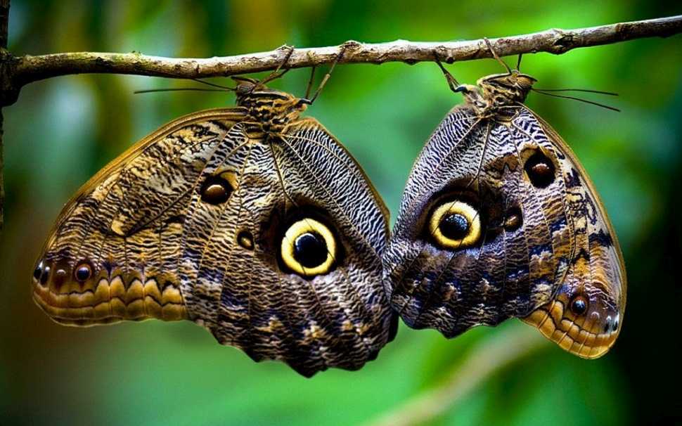 papillon-pacuare-costa-rica-decouverte