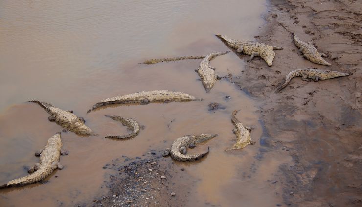 crocodiles tarcoles costa rica decouverte
