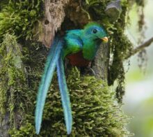 Le Quetzal dans son nid Costa Rica