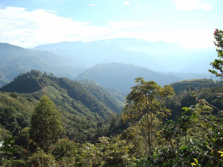 tarrazu cafe costa rica decouverte