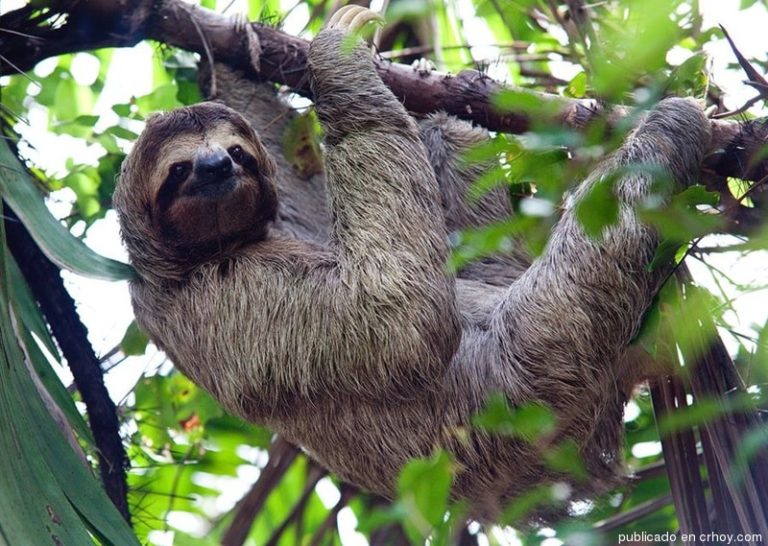 paresseux2 costa rica decouverte