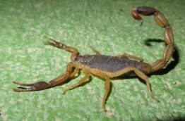 scorpions-3costa-rica-decouverte