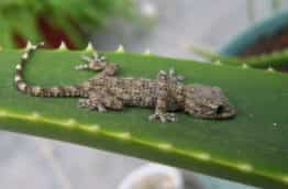 Tout savoir sur le gecko