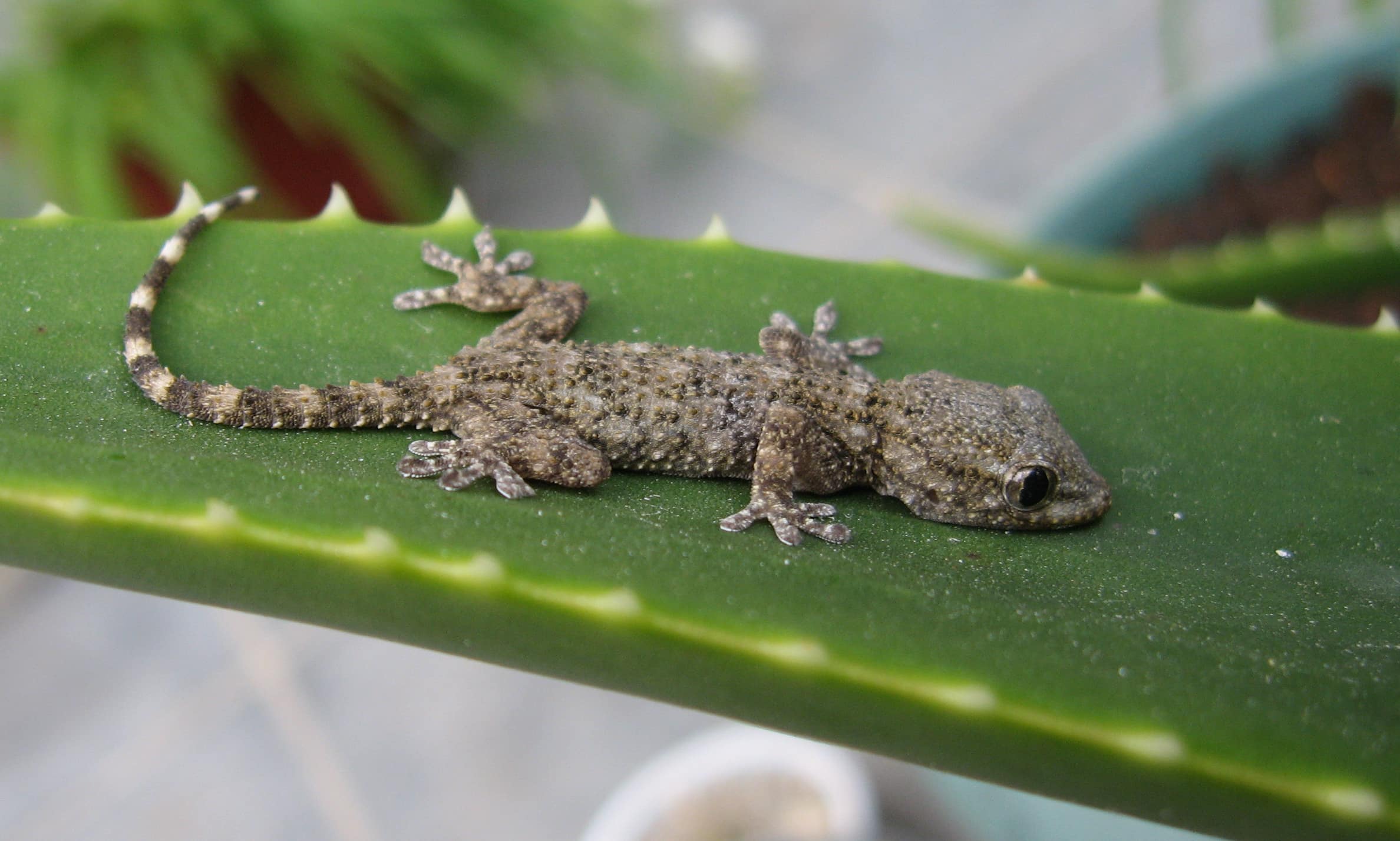 Ni la salamandre, ni le gecko ne sont des animaux très dangereux pour les  humains