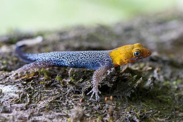 gecko-tete-jaune-costa-rica-decouverte