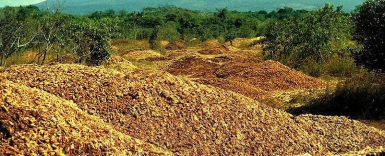 orange fertilite 1 costa rica decouverte