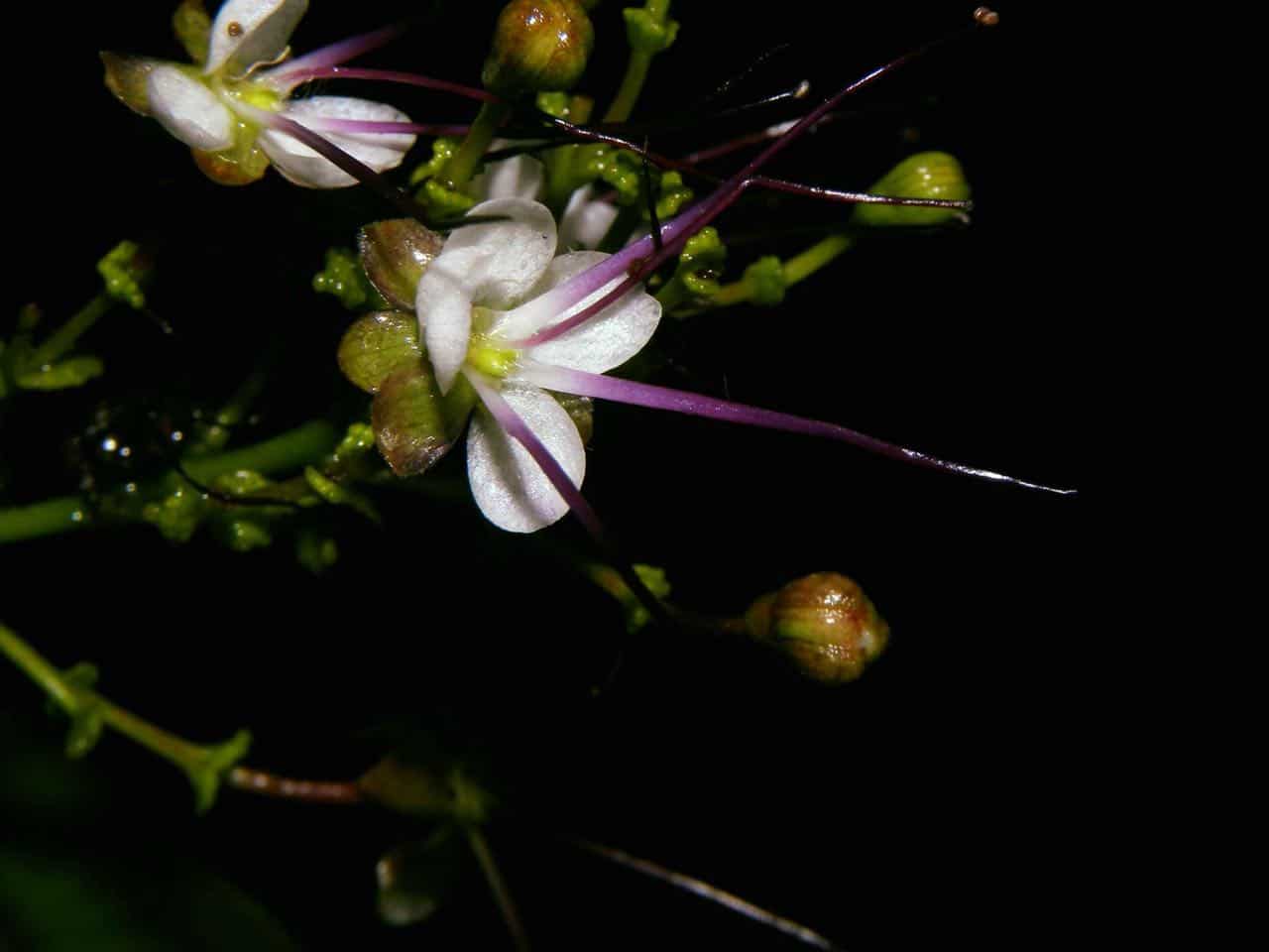 fleur-osa-2-costa-rica-decouverte