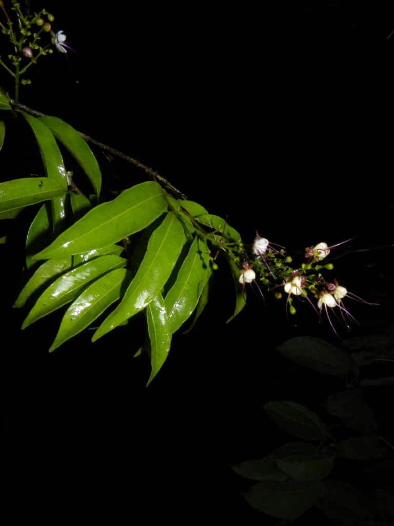 fleur-osa-3-costa-rica-decouverte
