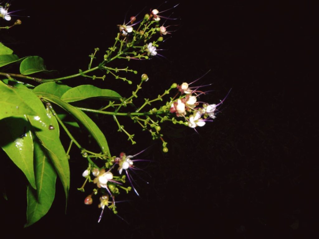 fleur-osa-costa-rica-decouverte