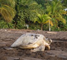 tortuguero tortue costa rica decouverte