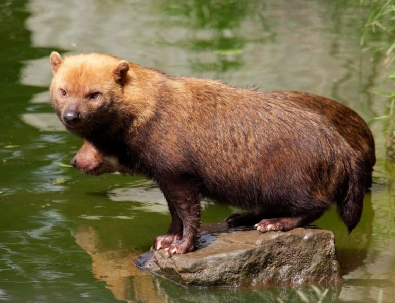 chien de brousse 3 panama decouverte
