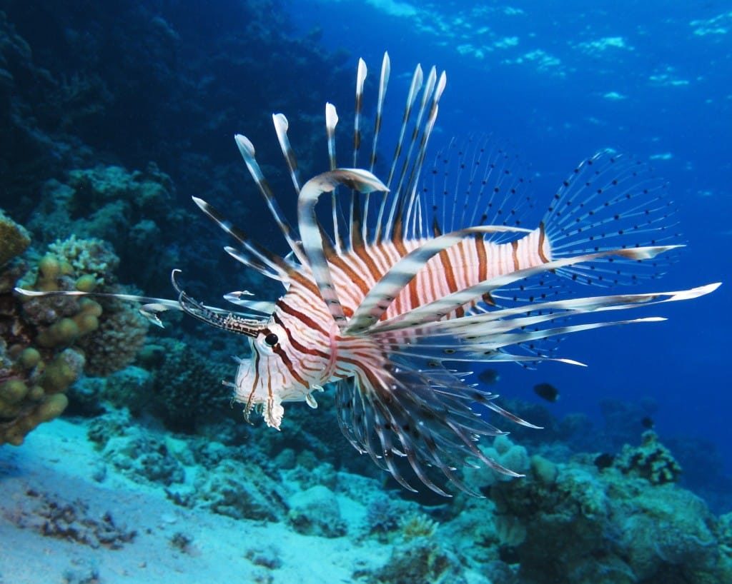 snorkeling-poisson-costa-rica