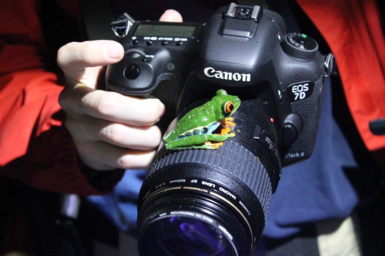 photo grenouille appareil costa rica decouverte